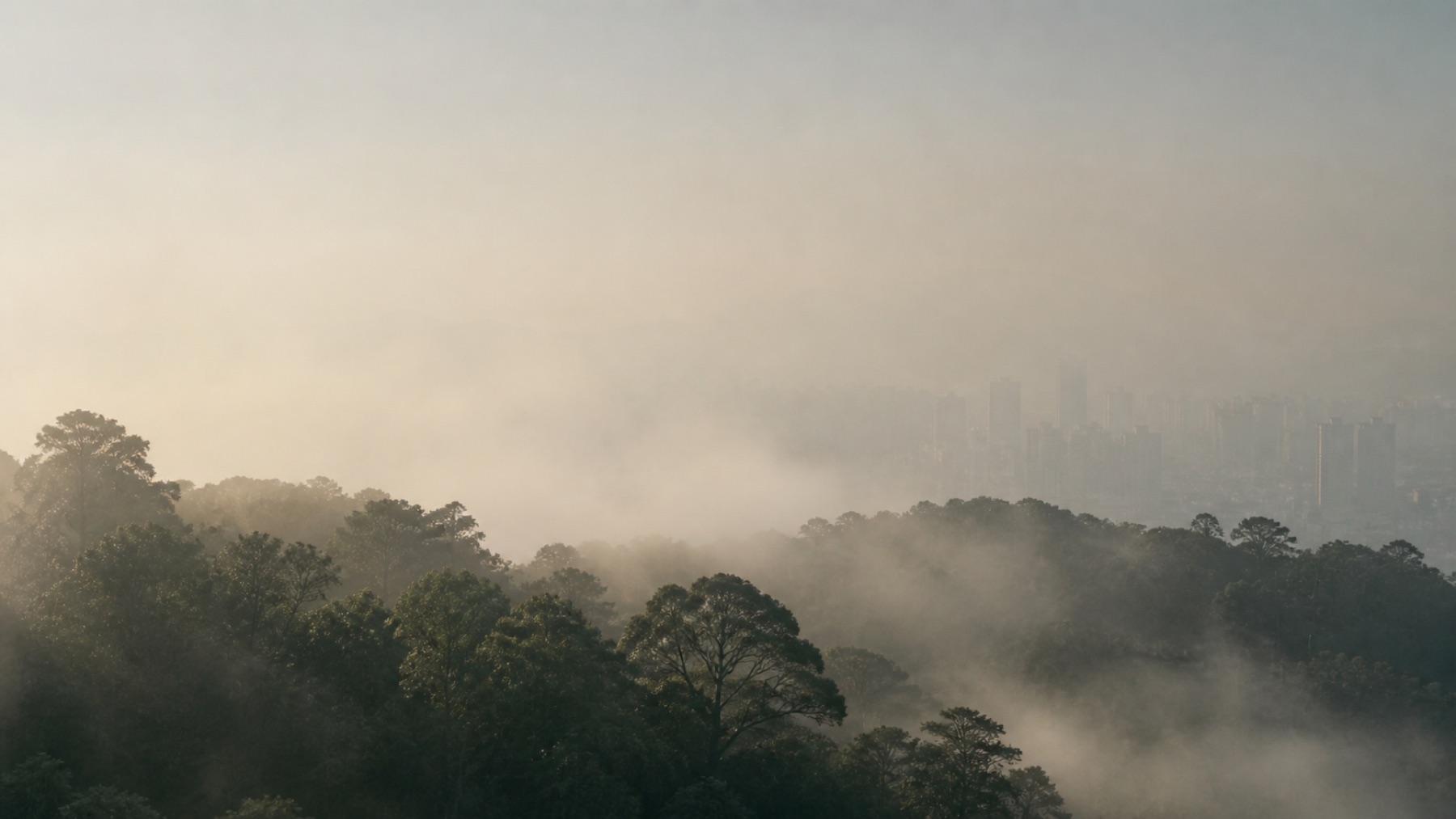 Hong Kong treetops in morning mist